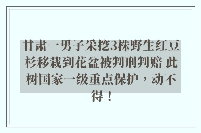 甘肃一男子采挖3株野生红豆杉移栽到花盆被判刑判赔 此树国家一级重点保护，动不得！