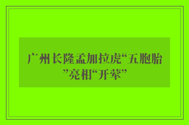 广州长隆孟加拉虎“五胞胎”亮相“开荤”